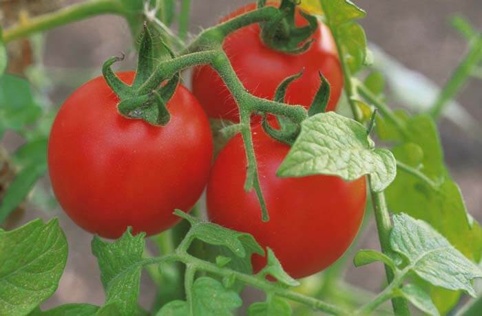 TOMATO  SAMAG SOHNA F1